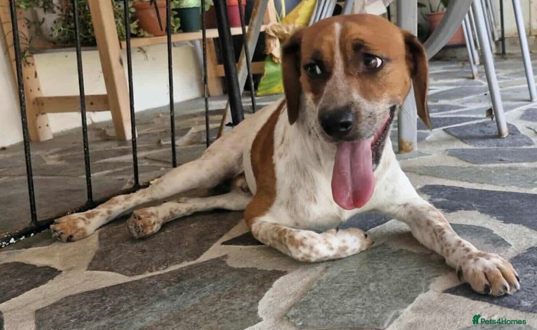 Mixed Breed dogs for adoption: Terry needs a loving home  - Image 8