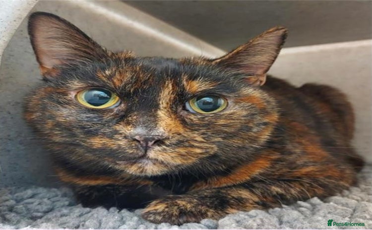 Domestic Shorthair cats - Advert 5