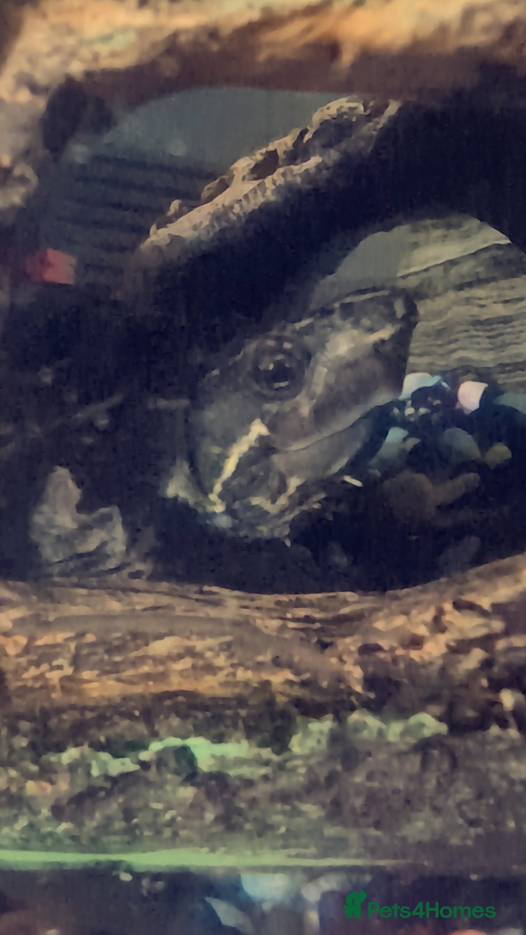 Turtle reptiles for sale: Musk Turtle - Image 2