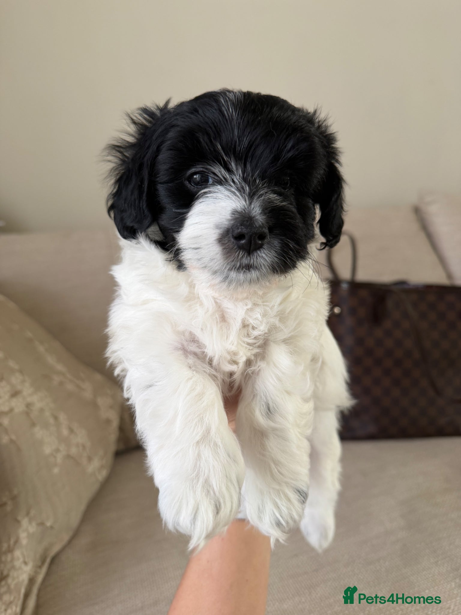 Maltipoo dogs Beautiful Litter of Four Puppies - Advert 2
