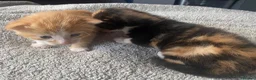 Mixed Breed cats for sale: 4 Beautiful fluffy kittens  - Advert 16