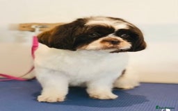 Shih Tzu dogs for sale: 🌟OUTSTANDING MALSHIPOO LITTER🌟Ready from 4/10/25 - Image 18