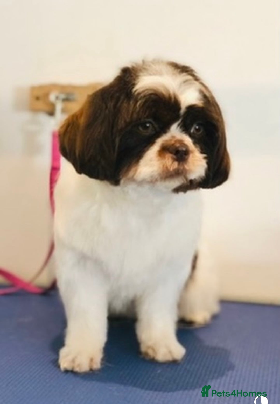 Shih Tzu dogs for sale: 🌟OUTSTANDING MALSHIPOO LITTER🌟Ready from 4/10/25 - Image 18