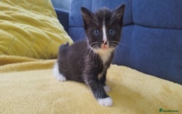 Ragdoll cats for sale: Half Ragdoll - one boy and four girls - Image 1