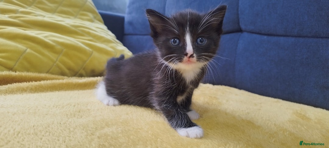Ragdoll cats for sale: Half Ragdoll - one boy and four girls - Image 1