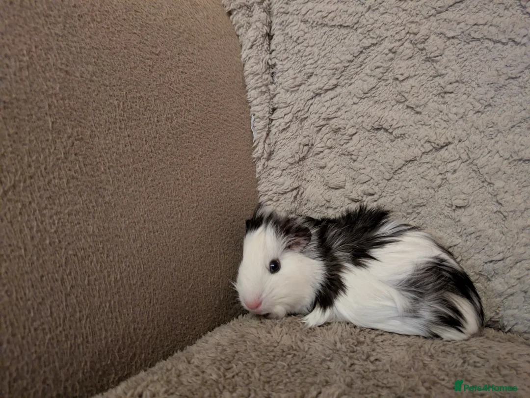 Guinea Pig rodents for sale: Female Guinea Pig - Advert 2