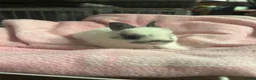 Netherland Dwarf rabbits for sale: 2 traditional netherland dwarf bunnies  - Advert 3