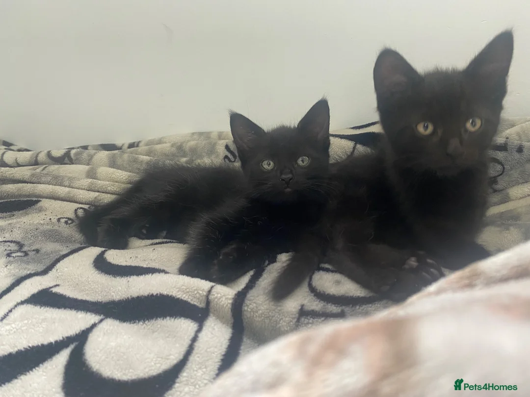 Mixed Breed cats for sale: 2 babys for sale  - Advert 2