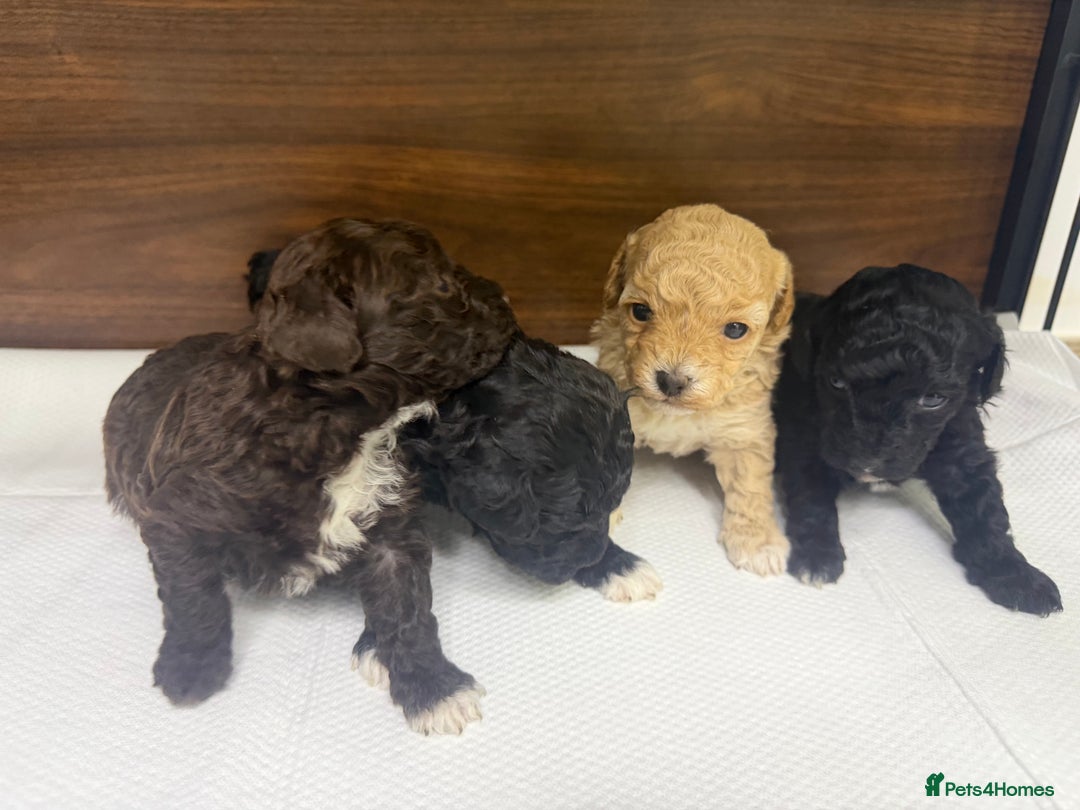 Maltipoo dogs for sale: Toy poodle cross maltipoo puppies little puppies  - Advert 2