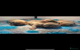 English Bulldog dogs for sale: English bulldog puppy Merle female  - Image 4