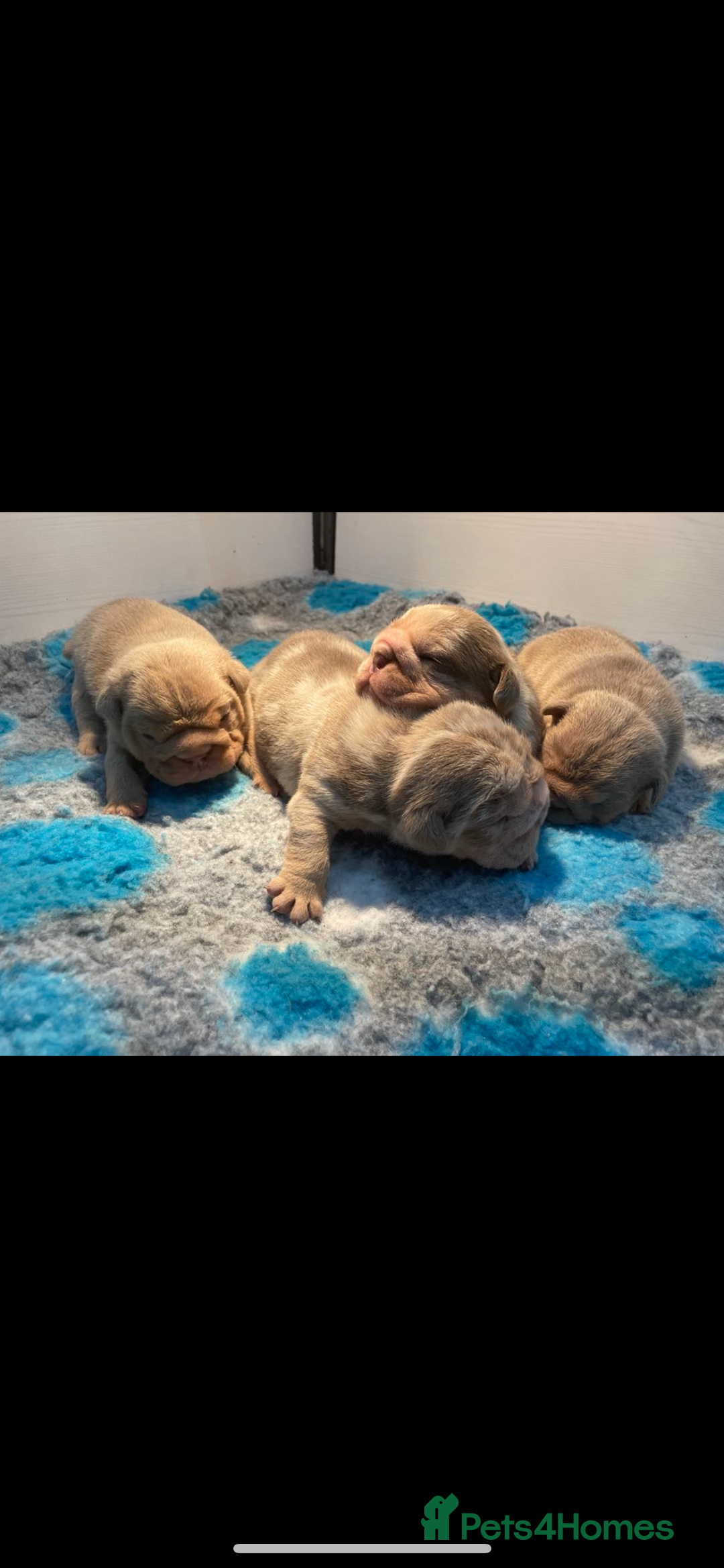 English Bulldog dogs for sale: English bulldog puppy Merle female  - Image 4
