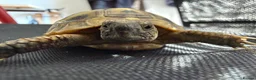 Hermann Tortoise reptiles for sale: Lovely young Hermann’s Tortoise - Advert 4