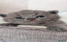 British Shorthair cats for sale: Beautiful kittens british shorthair  - Image 7