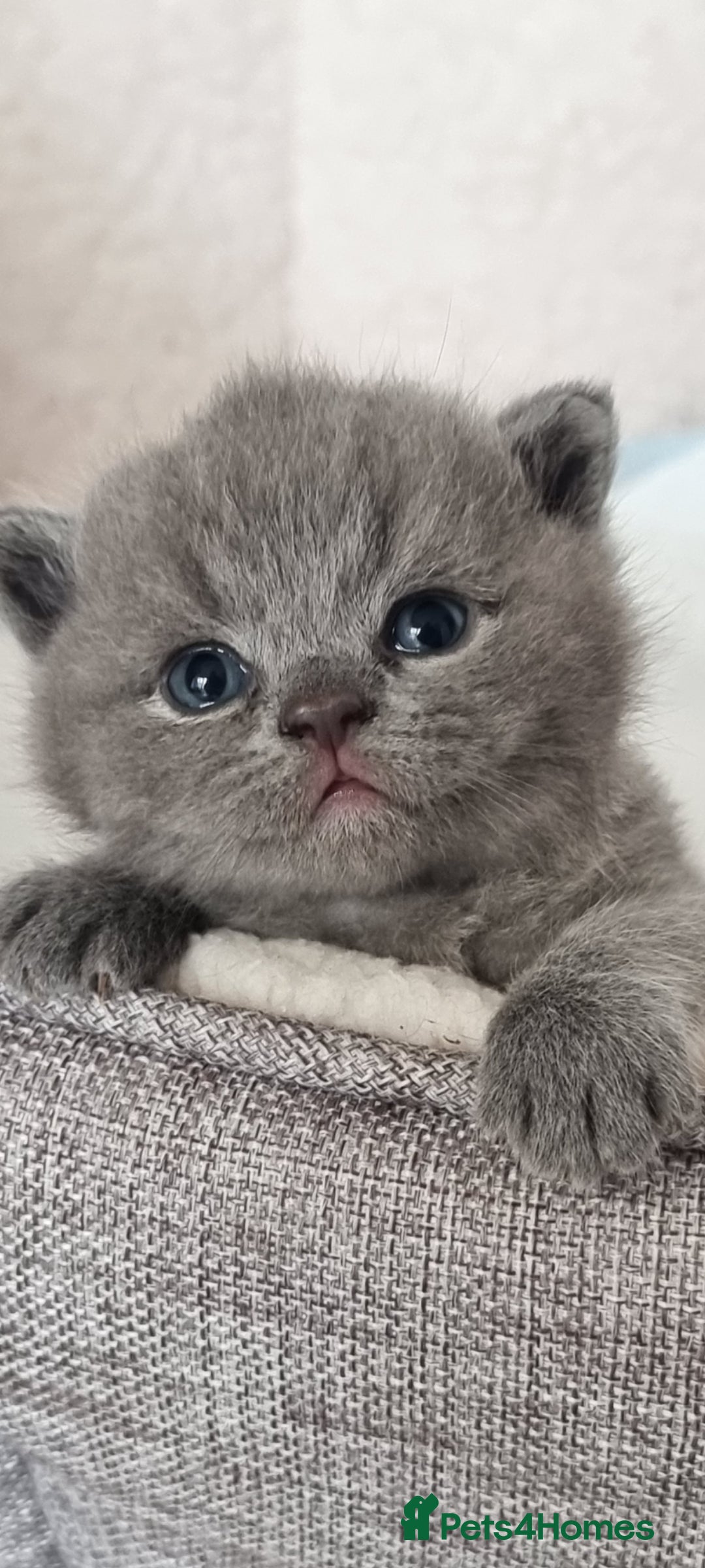 British Shorthair cats for sale: Beautiful kittens british shorthair  - Image 7