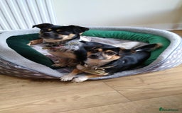 Mixed Breed dogs for adoption: Lolly and Poppy - Advert 11