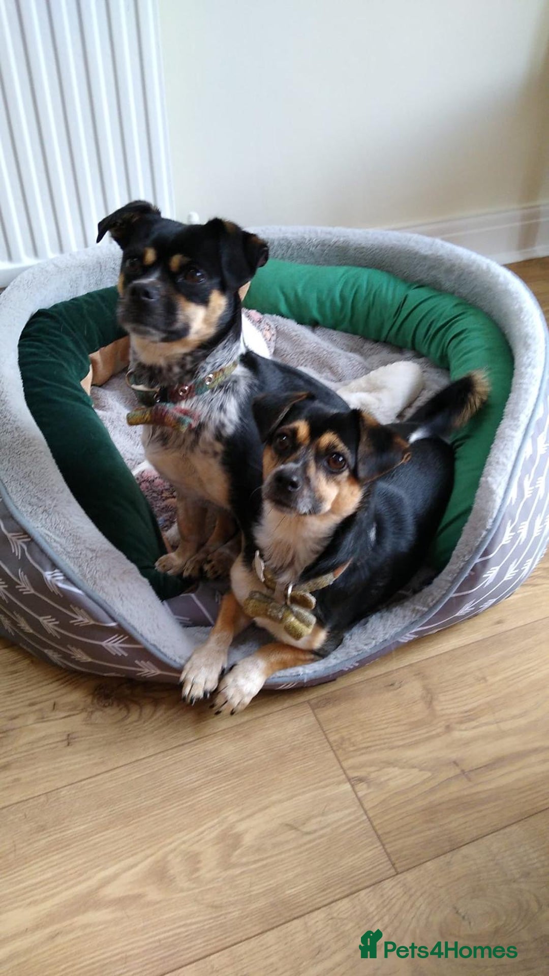 Mixed Breed dogs for adoption: Lolly and Poppy - Advert 11