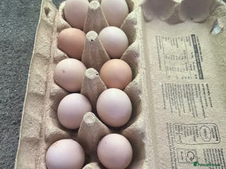 Chickens poultry MIXED HATCHING EGGS - Pekin, Silkie, Pekin/Silkie - Advert 1