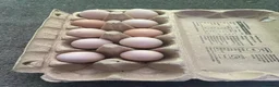 Chickens poultry for sale: MIXED HATCHING EGGS - Pekin, Silkie, Pekin/Silkie - Advert 2