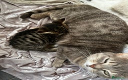 Bengal cats for sale: *1 Sold* 6wks old Sparkly Little Bengal X Kittens in Dorking - Image 11