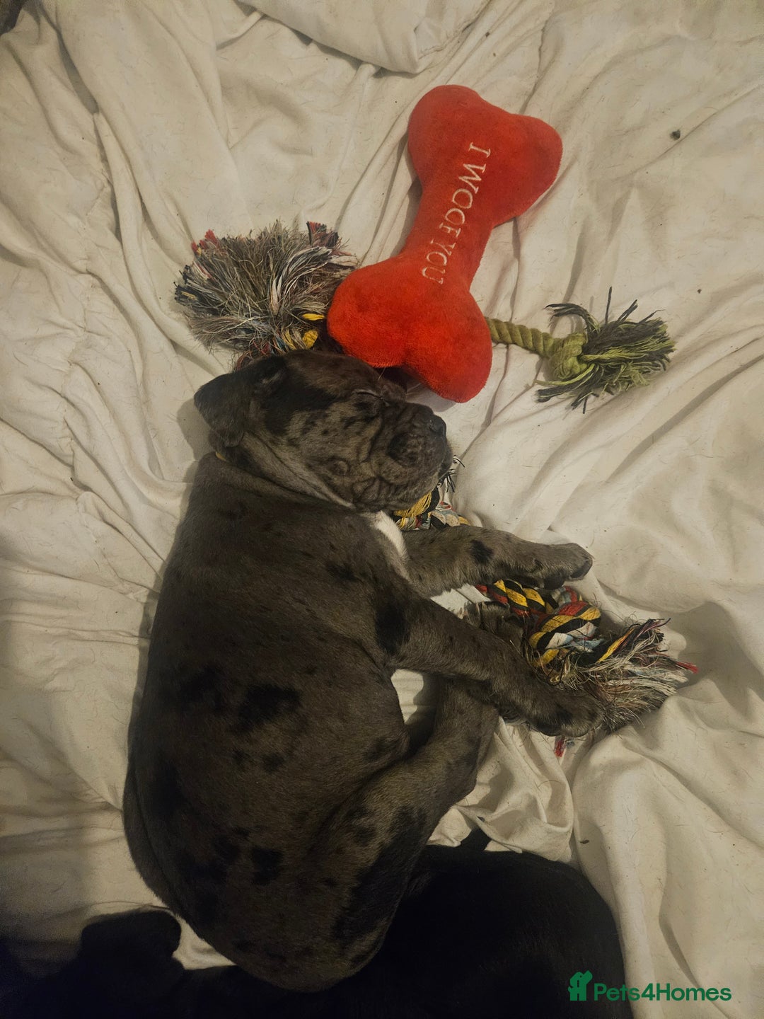 Cane Corso dogs for sale: Cane Corso Pups - Advert 12