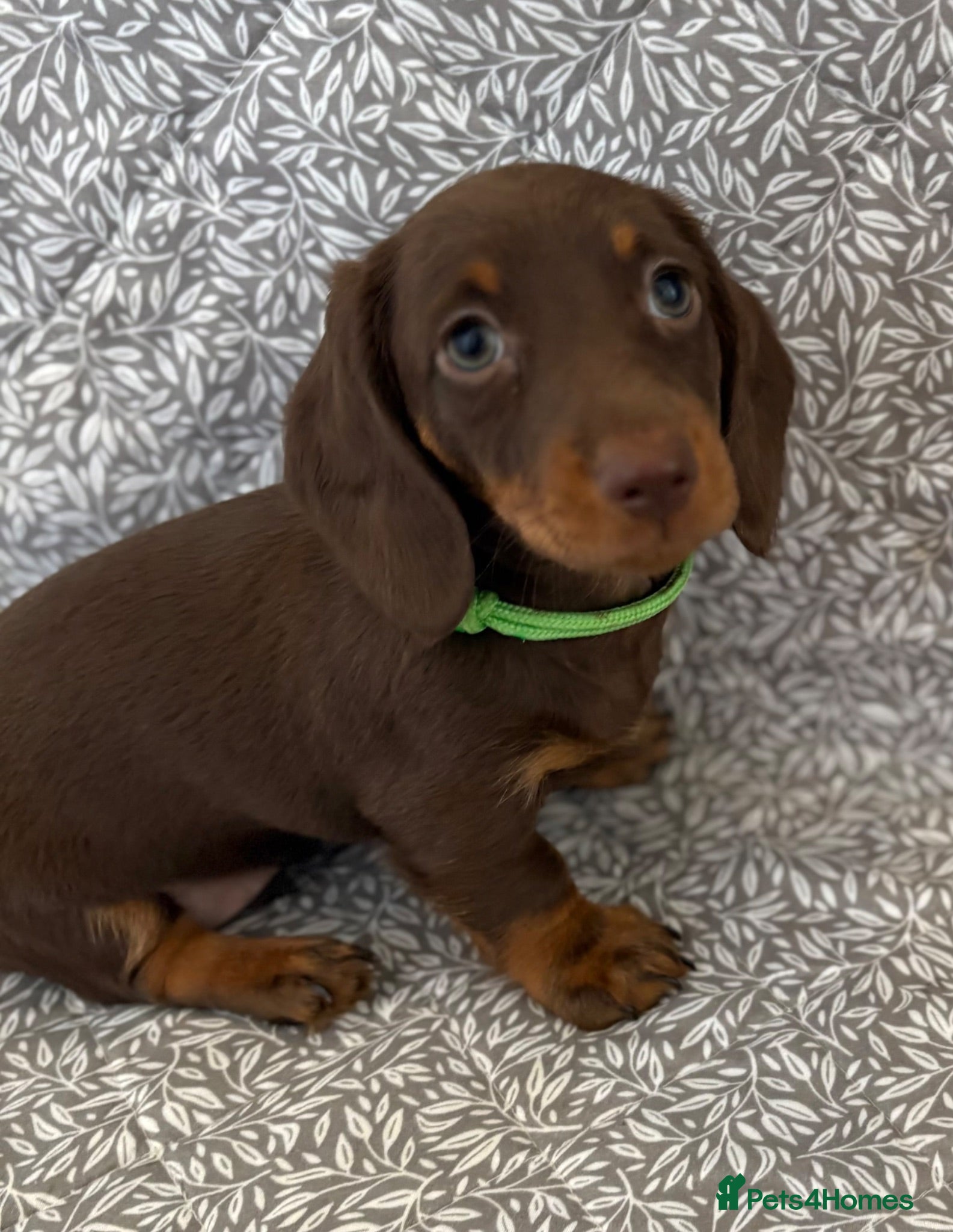 Miniature Dachshund dogs Kc registered ready to leave  - Advert 2