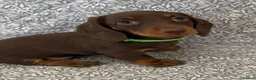 Miniature Dachshund dogs for sale: Kc registered ready to leave  in Basildon - Advert 2