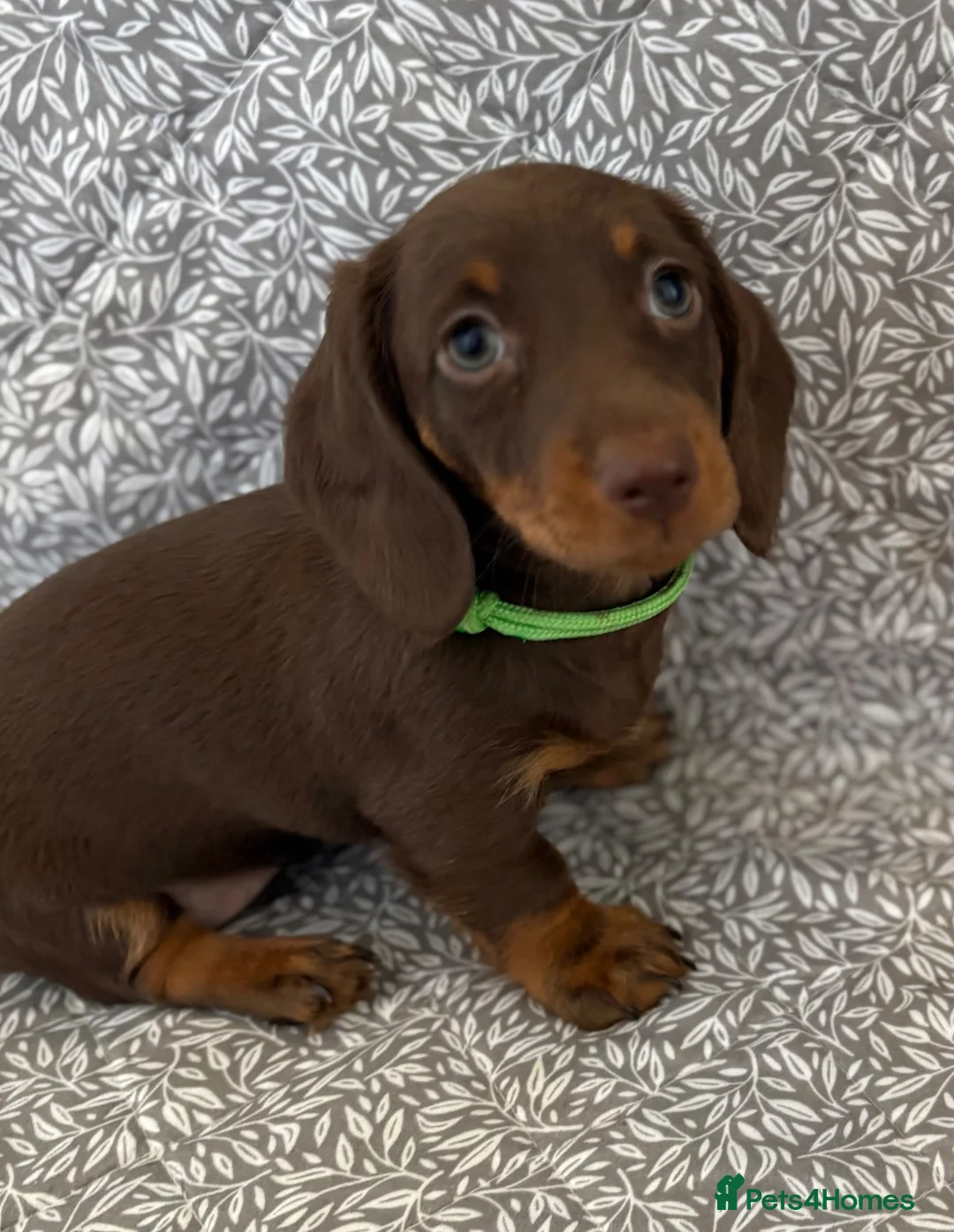 Miniature Dachshund dogs for sale: Kc registered ready to leave  in Basildon - Advert 2