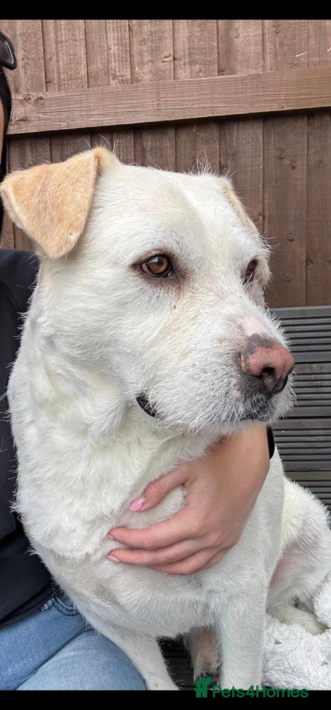Mixed Breed dogs for sale: Casper  - Image 2