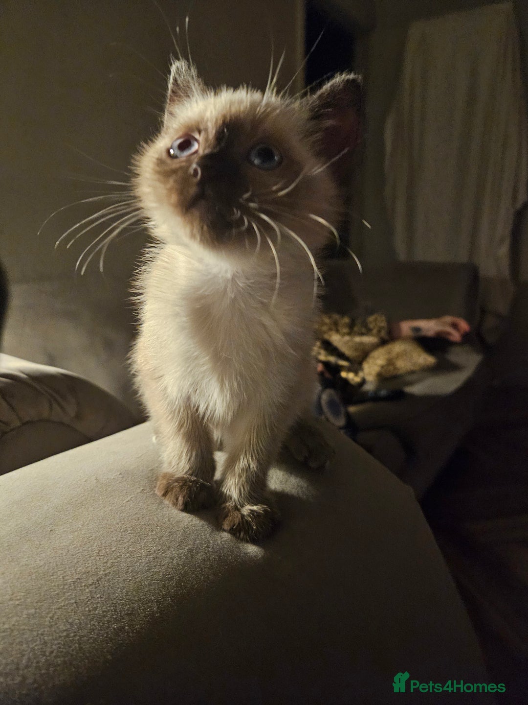 British Shorthair cats for sale: British colourpoint cross Ragdoll kittens - Advert 6