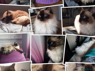 Ragdoll cats Ragdoll 4 girls 💗💗💗💗 - Advert 1