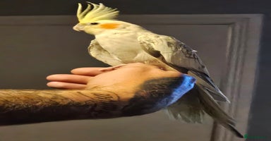 Cockatiels birds - Advert 4