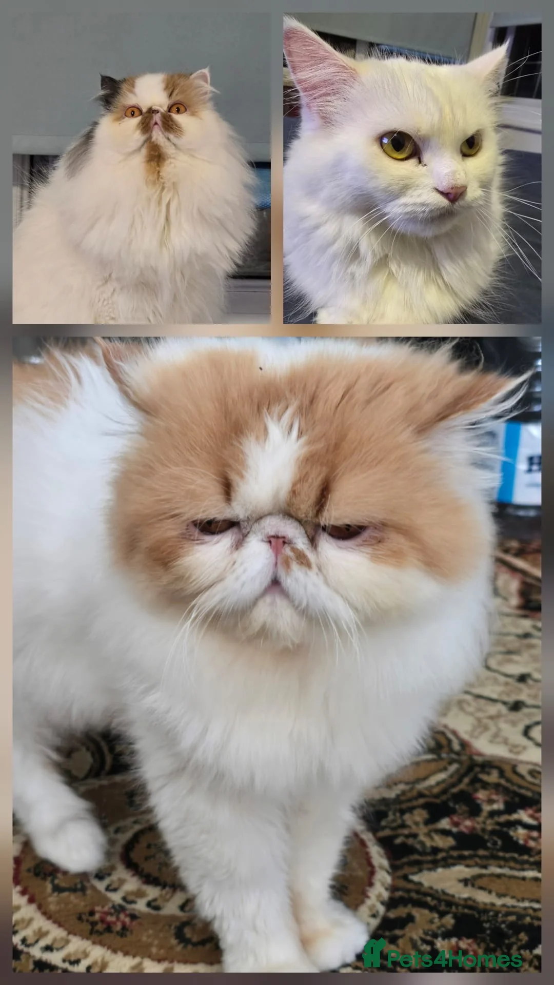 Persian cats for sale: Persian Cats Looking for Forever Loving Home - Advert 15