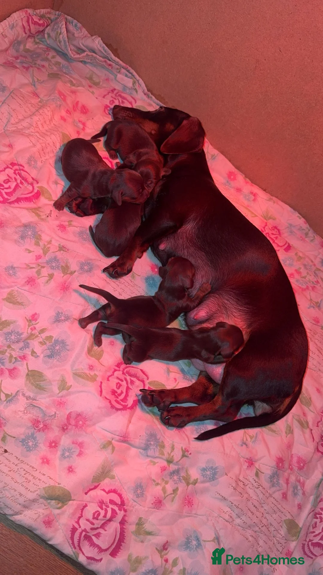 Miniature Dachshund dogs for sale: Miniature dachshund puppies  in Loughborough - Advert 6
