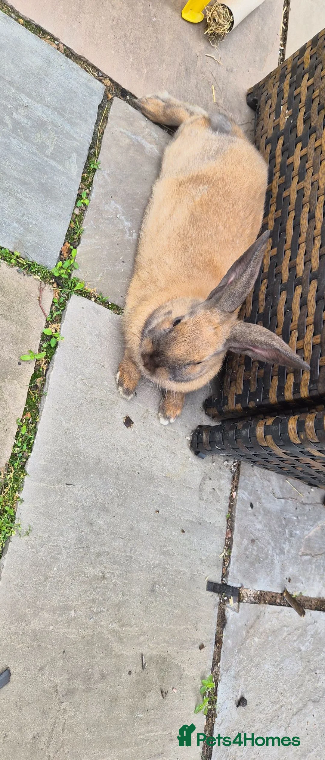 Mixed Breed rabbits for sale: 7 month bun for loving home  - Advert 2