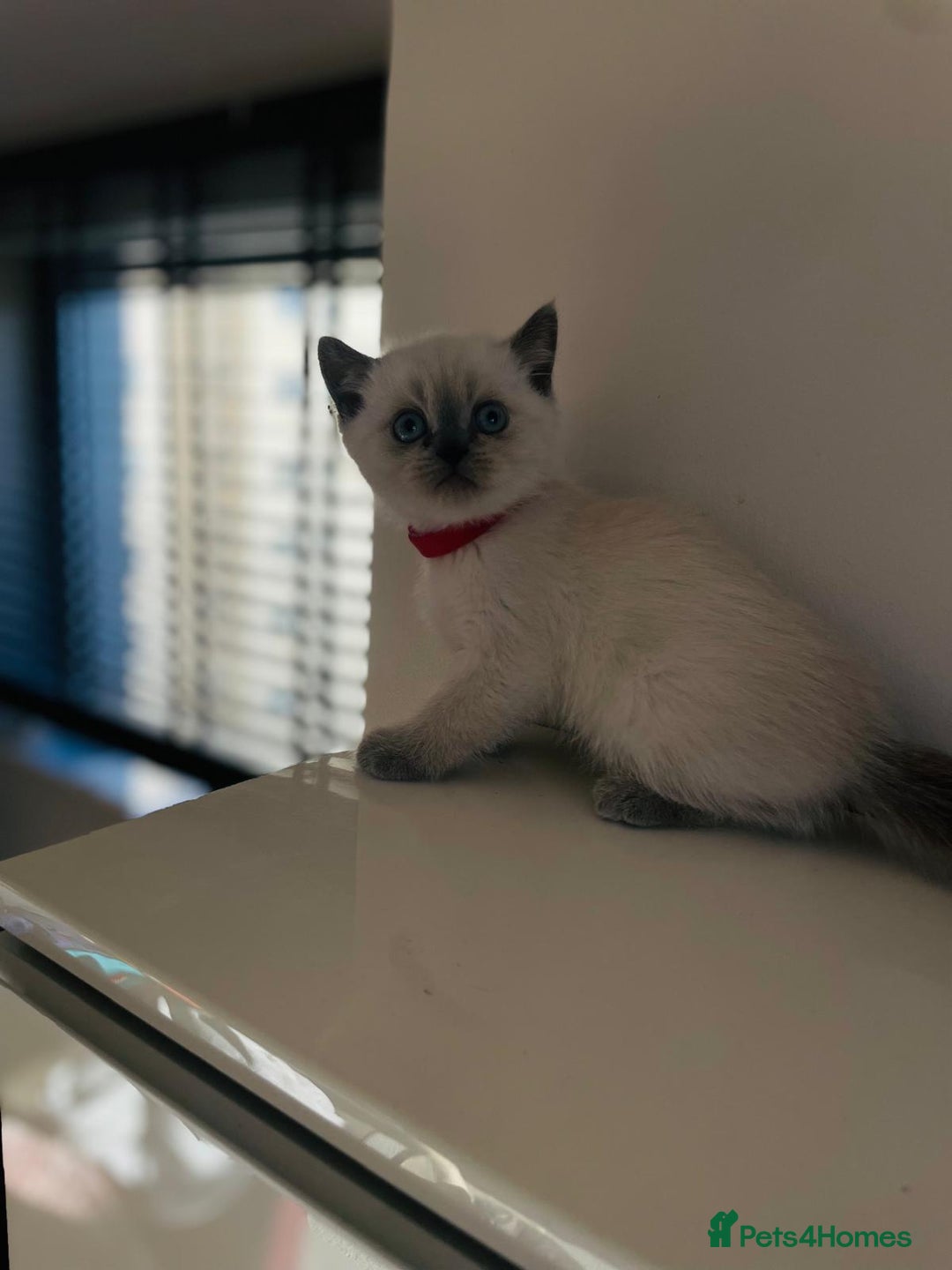 Scottish Fold cats for sale: Very Friendly Kittens, Pedigree Scottish Fold  - Advert 17