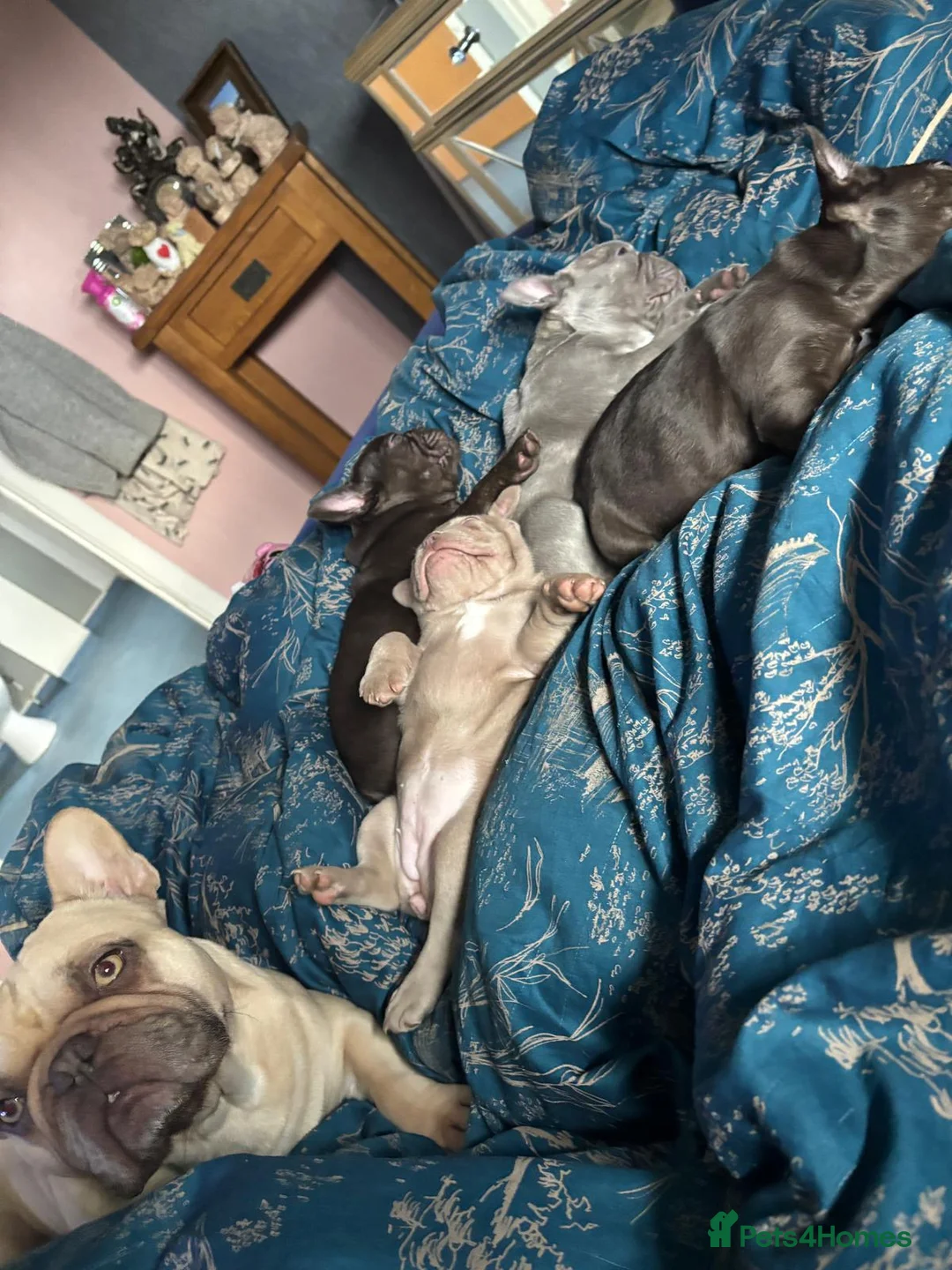 French Bulldog dogs for sale: French bulldog puppies - Advert 6