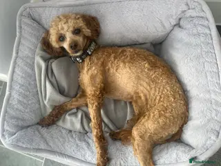 Toy Poodle dogs London the Toy Poodle - Advert 18