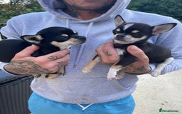 Chihuahua dogs for sale: Forever 🏡 ready 5🌟 KC girl Chihuahua - Image 11
