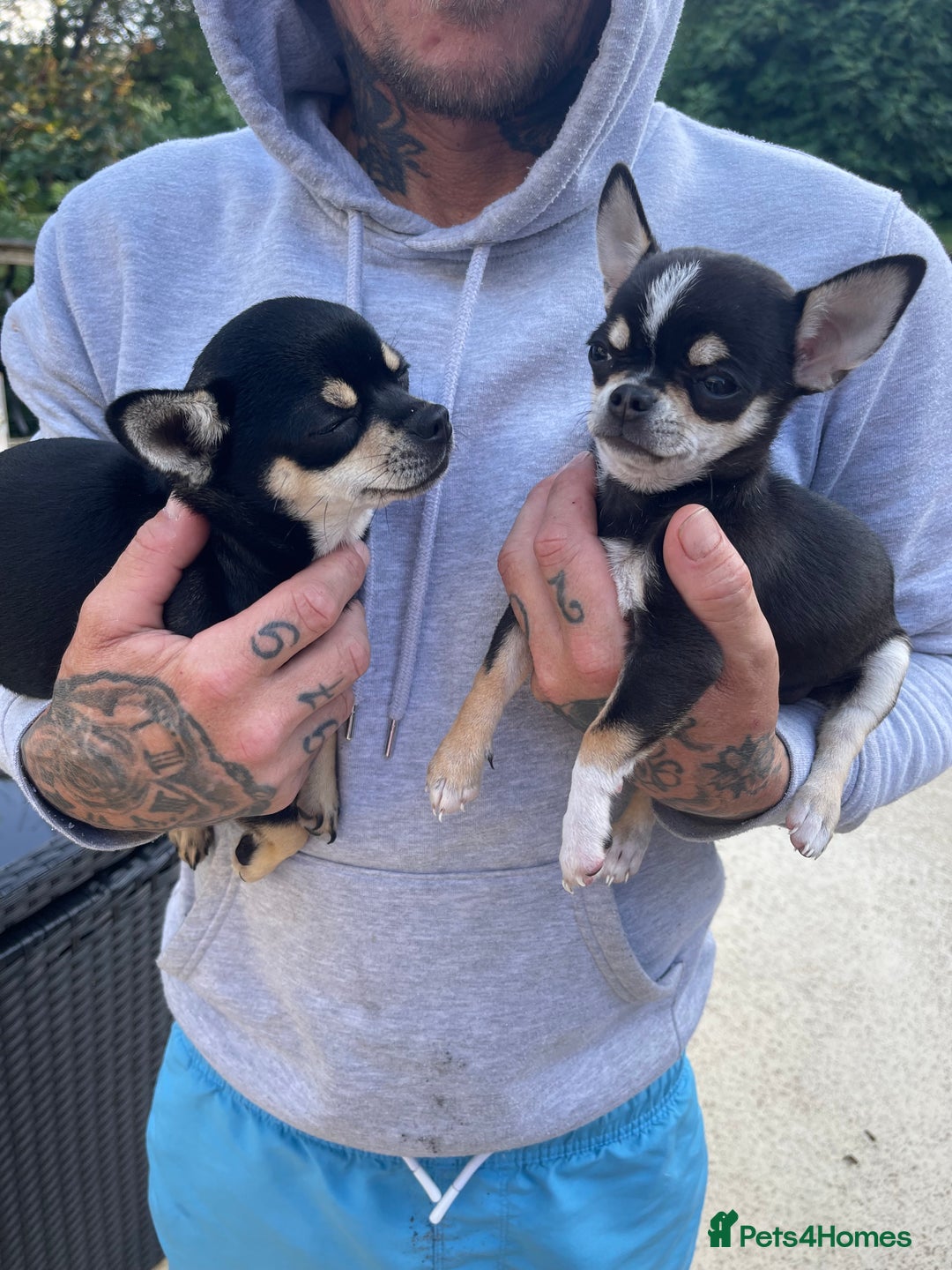 Chihuahua dogs for sale: Forever 🏡 ready 5🌟 KC girl Chihuahua - Image 11