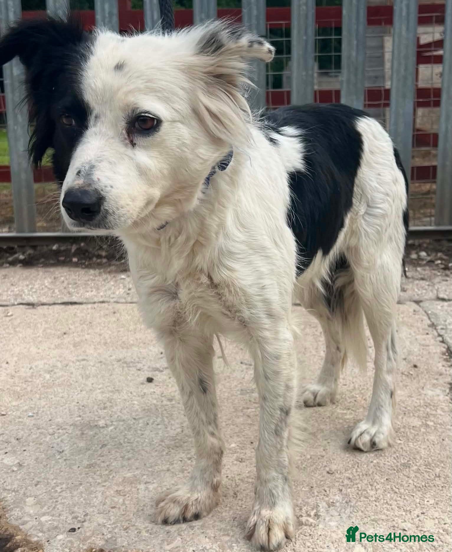 Mixed Breed dogs Friendly girl Summer wants a new loving home - Advert 1