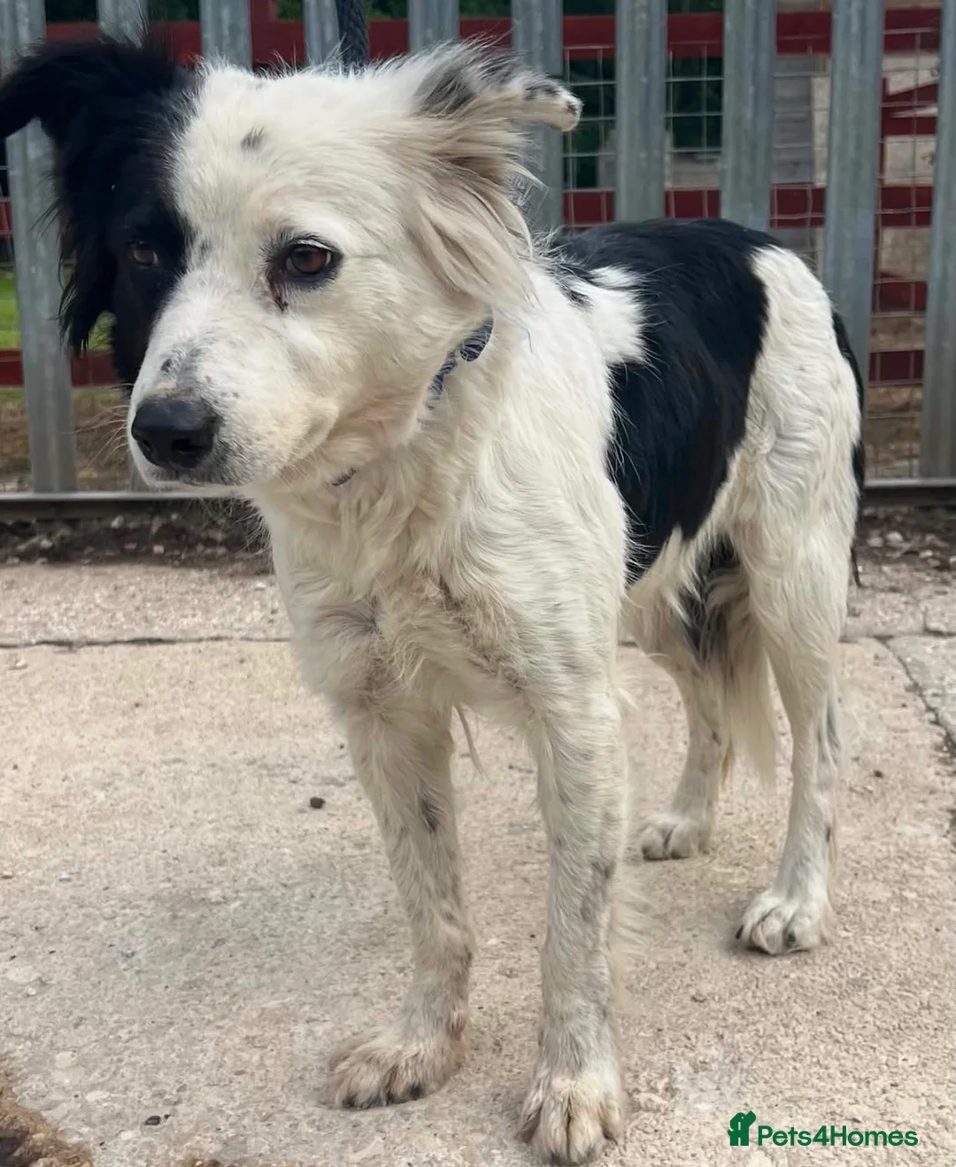 Mixed Breed dogs for adoption: Friendly girl Summer wants a new loving home - Advert 1