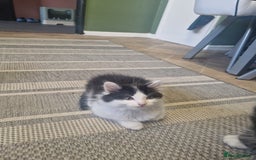 Mixed Breed cats for sale: Kittens - Image 8