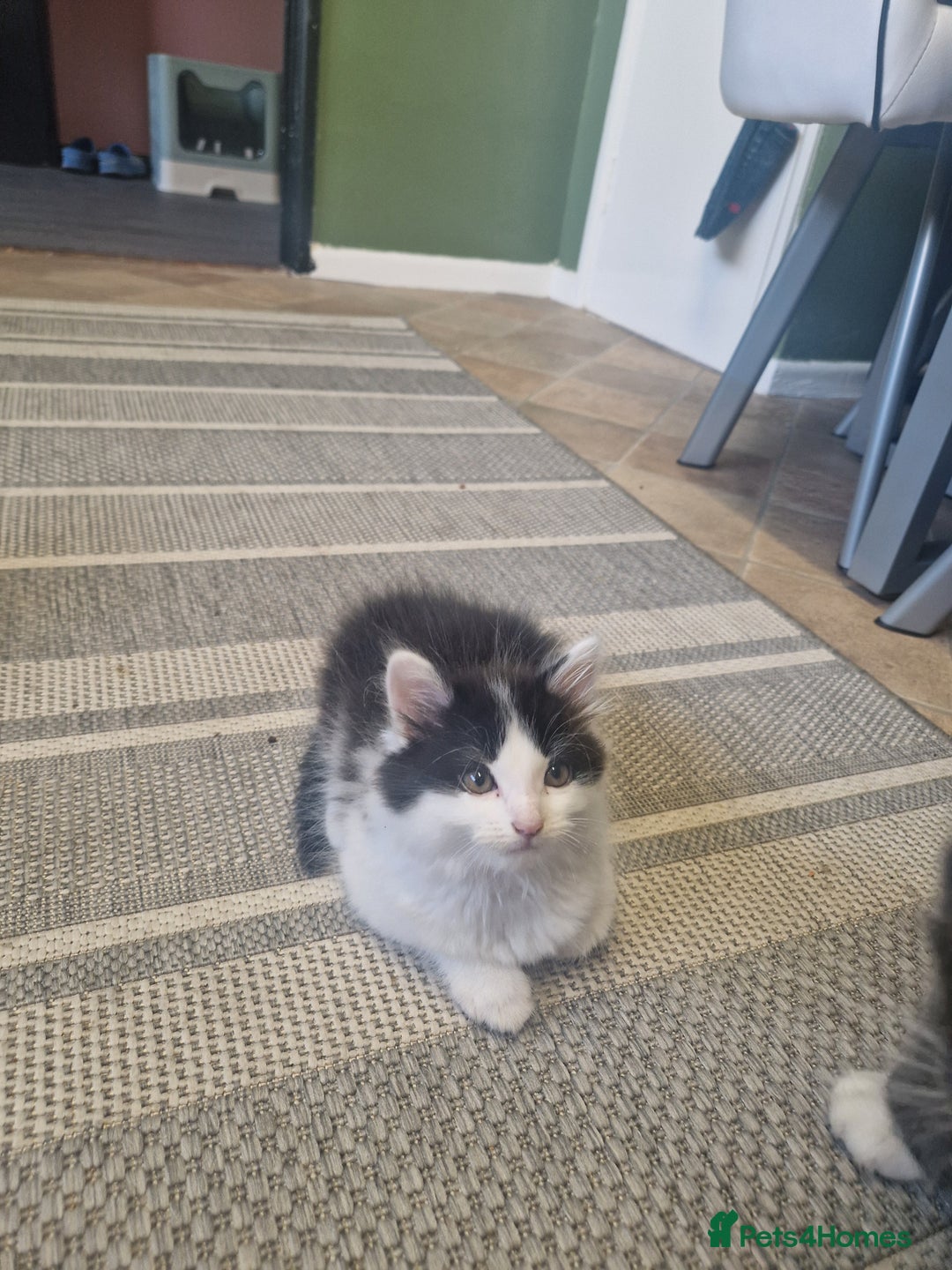 Mixed Breed cats for sale: Kittens - Image 8