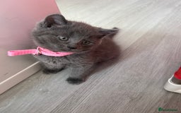 British Shorthair cats for sale: Beautiful bred British shorthairs  - Image 22