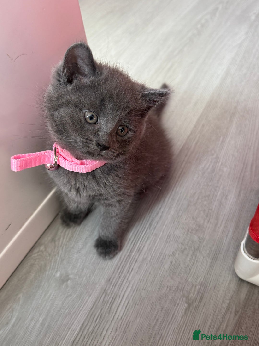 British Shorthair cats for sale: Beautiful bred British shorthairs  - Image 22