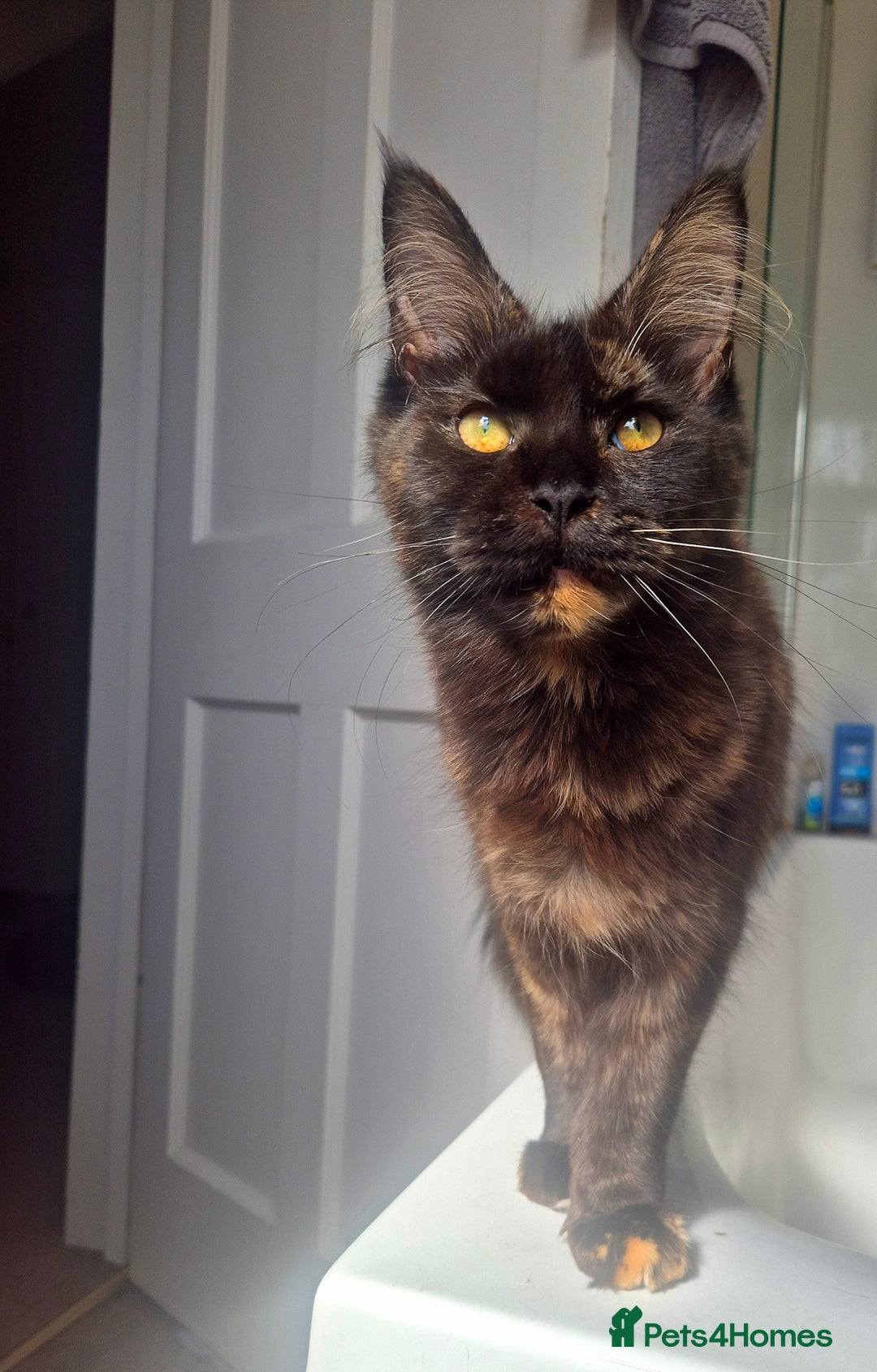 Maine Coon cats for sale: Pedigree Maine Coon girl looking for new home - Image 4