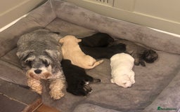 Schnoodle dogs for sale: Beautiful Schnoodle Puppies KC Reg Parents!!  - Image 5