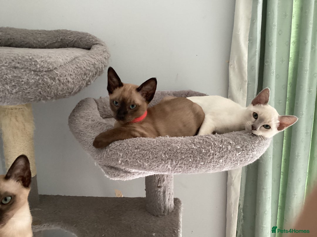 Burmese cats for sale: Burmese x Siamese, registered GCCF Tonkinese. - Image 7
