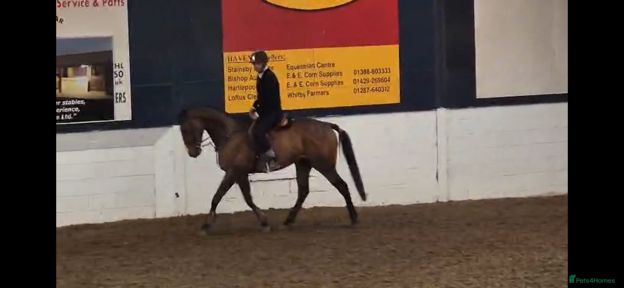 Other Breed horses 16.2 5yr old gelding TB make a great eventer  - Advert 1