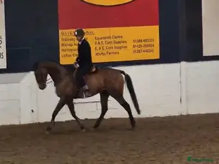 Other Breed horses for sale: 16.2 5yr old gelding TB make a great eventer - Advert 2